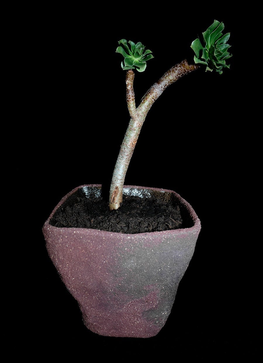 Maceta cerámica Anaphi 5