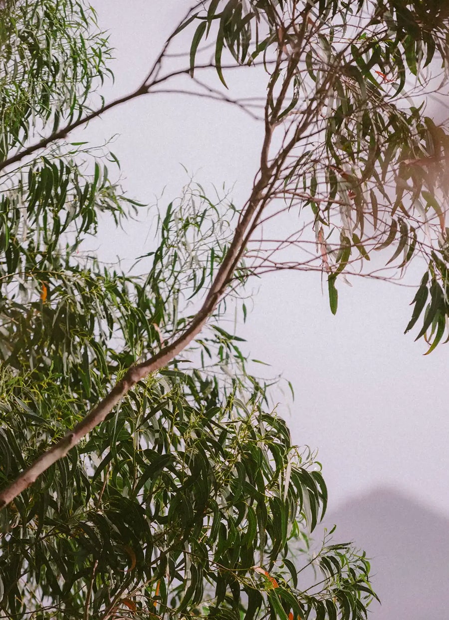 Juego de jabón de ciprés y eucalipto