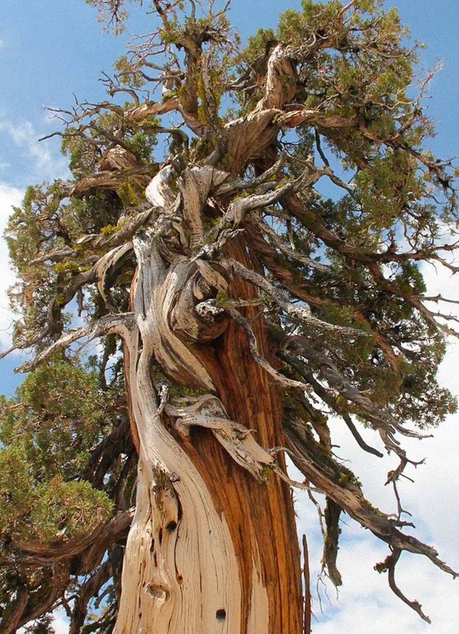 Juego de jabón de cedro y romero