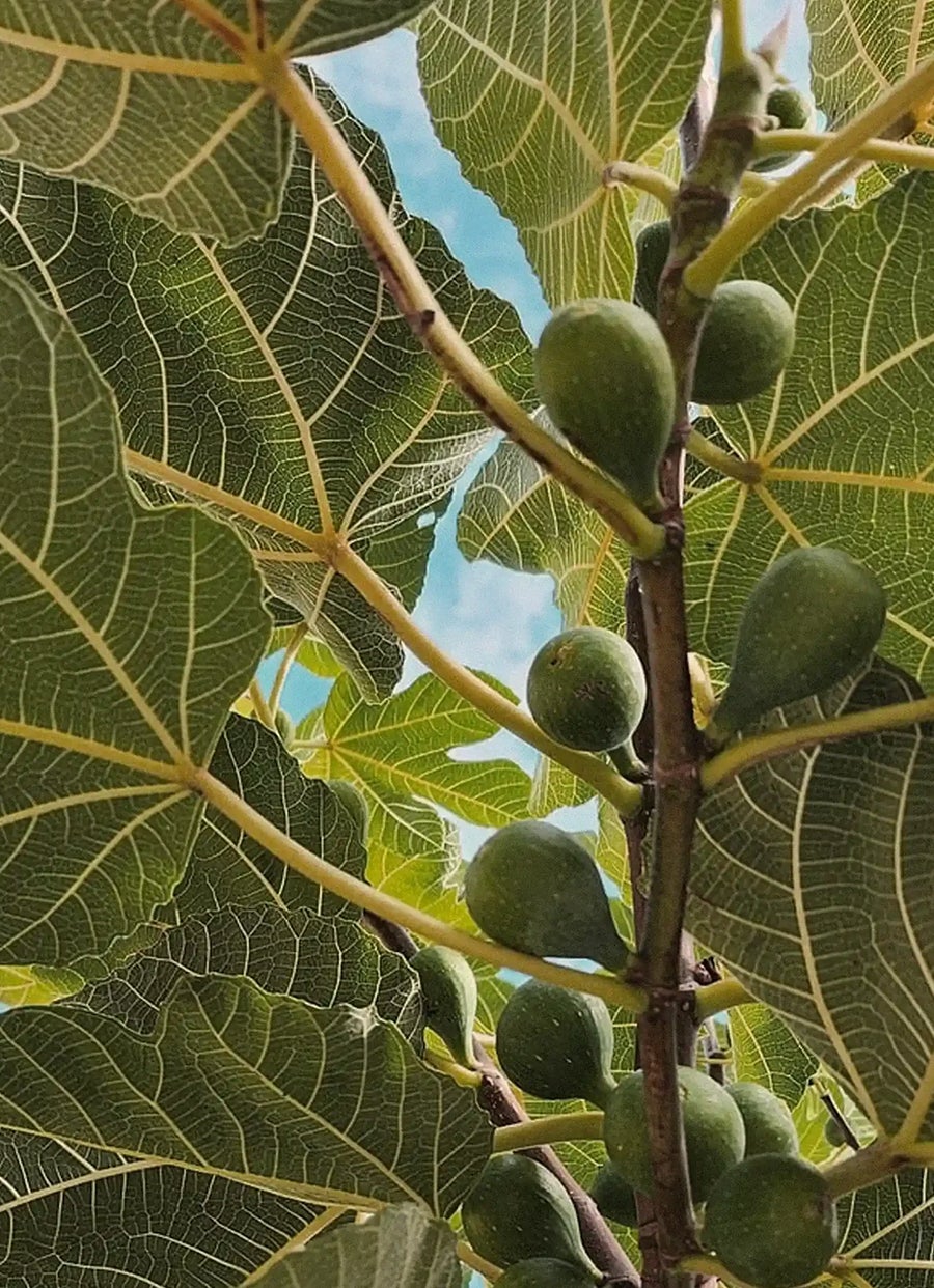 Juego de jabón de higuera y menta